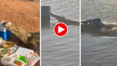 Magarmach Ka Video: पिकनिक मनाने गए लोगों के पास आ धमका मगरमच्छ, फिर जो किया होश उड़ जाएंगे- देखें वीडियो