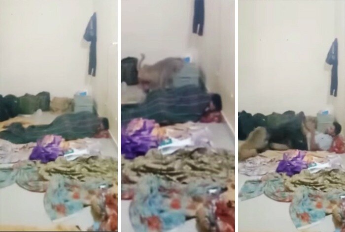 Bandar Ka Video: दरवाजा खोलकर सोने की गलती कर गया शख्स, बंदर ने घुसकर इतना मारा हिल गया बेचारा