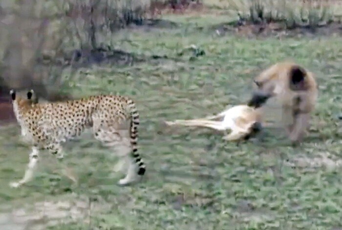 Wild Animal Video: चीते को देखते ही मरने की एक्टिंग करने लगा हिरण, फिर जो हुआ आखें फटी रह जाएंगी
