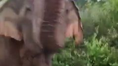 गाड़ी के सामने आकर हाथी ने पर्यटकों को खूब डराया, नजारा ऐसा देखते रह जाएंगे