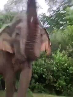 जंगली हाथी ने पर्यटकों को खूब डराया, आगे जो किया देखते रह जाएंगे