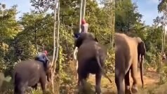Hathi Ka Video: हाथी से जान बचाने के लिए पेड़ पर चढ़ गया शख्स, मगर गजराज ने वहां भी नहीं छोड़ा- देखें वीडियो