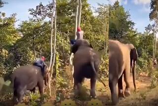 Hathi Ka Video: हाथी से जान बचाने के लिए पेड़ पर चढ़ गया शख्स, मगर गजराज ने वहां भी नहीं छोड़ा- देखें वीडियो