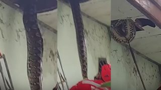 Azgar Ka Video: घर की छत में अजगर ने बना रखा था ठिकाना, नजर पड़ते ही सूख गया परिवार- वीडियो