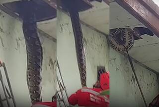 Azgar Ka Video: घर की छत में अजगर ने बना रखा था ठिकाना, नजर पड़ते ही सूख गया परिवार- वीडियो
