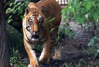 Bagh Ki Chori: कुछ नहीं मिला तो घर से 'बंगाल टाइगर' को ही चुरा लिया,  तलाश में जुटी पुलिस