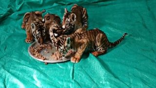 Wild Animal News: बाघ के शावकों को मां से मिलाने की कोशिशें हुईं नाकाम, सूचना पर पहुंचे मगर बाघिन आई ही नहीं