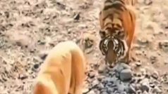 बाघिन के पीछे घात लगाकर खड़ा हो गया बाघ, पलटते ही खेल हो गया