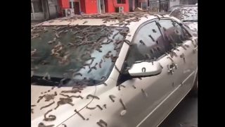 Beijing Flooded By 'Rain Of Worms'; Residents Asked To Carry Umbrellas To Street | WATCH