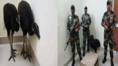दुर्लभ पक्षियों की तस्करी करने निकले थे बांग्लादेशी तस्कर, बीएसएफ ने यूं छुड़ाया