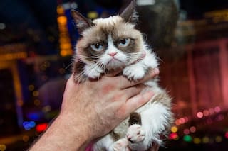 क्या आपके घर में भी बार-बार ये जानवर आ रहा है? ना घुसने दें अपने घर में