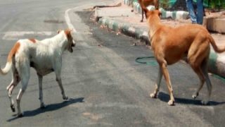 Bihar News Today: बिहार के मुजफ्फरपुर में कुत्तों का आतंक, 24 घंटे में कुत्तों के काटने के 150 मामले सामने आए