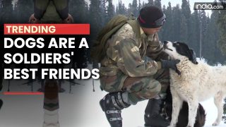 In Sunshine Or Snow, Dogs Are A Soldiers' Best Friends - Watch Video