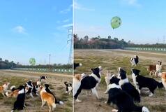Video of Dogs Playing With Balloon Goes Viral - Watch PAWsome Clip!