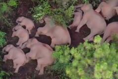 Viral Video: Herd of Elephants Snuggle Together in Jungle And It's Too Cute, Watch