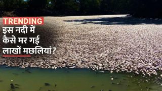 Darling River: इस नदी में ऐसा क्या हुआ कि मर गईं सारी मछलियां, जानें वजह | Watch Video