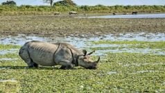 Wild Animal News: दुधवा नेशनल पार्क में देखे गए एक सींग वाले 46 गैंडे, टीम ने हाथी पर गैंडों के क्षेत्र में गश्त की