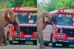 ड्राइवर को फेंक दिया फिर यात्रियों से भरी बस पलटने लगा हाथी, डरा देगा आगे का नजारा | PICS