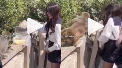 Bandar Ka Video: प्यार से बंदरों को खाना देने लगी लड़की, पड़ा ऐसा थप्पड़ हिल गई बेचारी