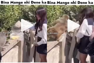Bandar Ka Video: प्यार से बंदरों को खाना देने लगी लड़की, पड़ा ऐसा थप्पड़ हिल गई बेचारी