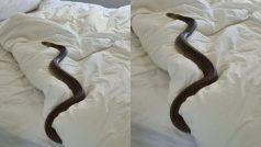 बेडरूम में घुसते ही सूख गई महिला, बिस्तर पर लेटा हुआ मिला 6 फीट लंबा सांप । Pics