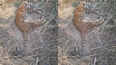 OMG! तेलंगाना में डंपिंग यार्ड में मृत मिला तेंदुआ, जहरीला भोजन खाने से मौत की आशंका