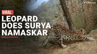 Leopard Viral Video: Leopard Doing Surya Namaskar Leaves Netizens Amazed | WATCH