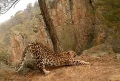 Viral Animal Video: Leopard Performs Surya Namaskar - WATCH