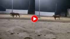 Sher Ka Video: शिकार खोजने आए शेर के पीछे पड़ गए गांव के कुत्ते, दुम दबाकर भागा जंगल का राजा- देखें वीडियो