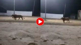 Sher Ka Video: शिकार खोजने आया था शेर मगर पीछे पड़ गए कुत्ते, दुम दबाकर भागा जंगल का राजा- देखें वीडियो