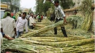 UP Sugarcane Farmers Payment: किसानों को गन्ने के भुगतान में नया कीर्तिमान स्थापित करेगा यूपी, 2 लाख करोड़ रुपये से अधिक किया गया पेमेंट