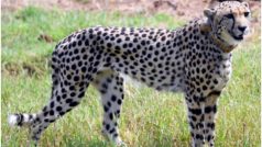 नामीबिया से लाए गए चीता शाशा की मौत, कूनो नेशनल पार्क में तोड़ा दम
