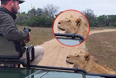 Viral Animal Video: Lion Locks Eyes With Man in Jeep, WATCH What Happens Next!