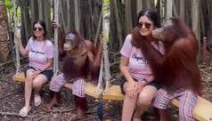 Viral Animal Video: Naughty Chimpanzee Kisses Lady on Cheek, WATCH What Happens Next