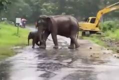 Viral Animal Video: Mommy Elephant Reunites With Her Calf After 3 Hours of Rescue Operation - Watch!
