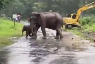 Viral Animal Video: Mommy Elephant Reunites With Her Calf After 3 Hours of Rescue Operation - Watch!