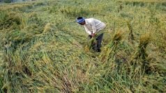 Wheat Production: खराब मौसम से फसल को नुकसान के बावजूद सरकार को गेहूं की रिकॉर्ड पैदावार की उम्मीद