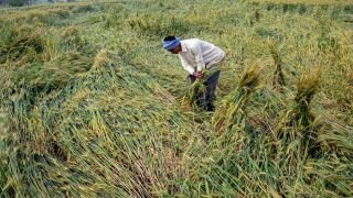 बेमौसम बारिश से गेहूं की फसल को कुछ नुकसान; राज्यों से रिपोर्ट मिलना बाकी: केंद्र