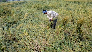 HMA Agro Signs MoU with Maharashtra Food Processing and Cold Storage | Check Share Movement Here