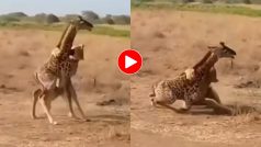 Sherni Ka Video: जिराफ के बच्चे पर शेरनी ने कर दिया हमला, जब हुई मां की एंट्री तो कांप उठी जंगल की रानी- देखें वीडियो