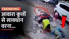 Viral Video: आवारा कुत्तों ने स्कूटी सवार महिला को दौड़ाया, आगे जो हुआ उसे देख हैरान रह जाएंगे आप | Watch Video