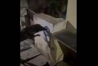 Police Complaint Filed Against Dog For Removing Andhra CM Jagan Reddy's Poster