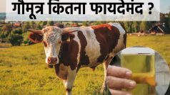 'गौमूत्र से ज्यादा फायदेमंद होता है भैंस का यूरिन', फिर उन दावों का क्या जो कैंसर और कोविड में असरदार बताते हैं?
