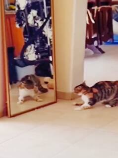 जब बिल्ली को दिखा दिया उसी का चेहरा, हिला देगा आगे का नजारा