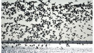 Wetlands In China See Over 550,000 Migratory Birds