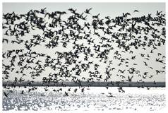 Wetlands In China See Over 550,000 Migratory Birds