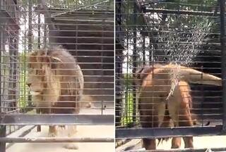 Visitors Tease Caged Lion, Its Retaliation Is Worth Billion Likes: Watch