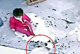 Cat Pushes Back Human Baby To Safety As He Crawls Towards Stairs: Watch