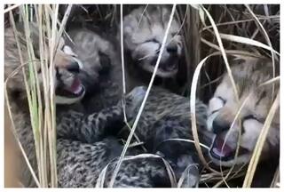 Viral Video: Kuno Cheetah Siyaya Gives Birth To 4 Lovely Cubs: Watch
