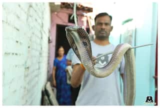 Cobra Rescued From Delhi   s Old Market By Wildlife SOS